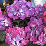 ヒメ日記 2025/06/12 07:09 投稿 秋本 華恋人(カレント)