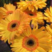 ヒメ日記 2025/07/10 07:49 投稿 秋本 華恋人(カレント)