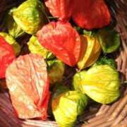 ヒメ日記 2025/07/15 07:26 投稿 秋本 華恋人(カレント)