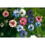 ヒメ日記 2025/08/01 17:51 投稿 秋本 華恋人(カレント)