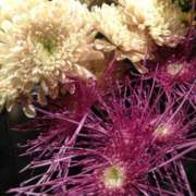 ヒメ日記 2025/08/13 11:35 投稿 秋本 華恋人(カレント)