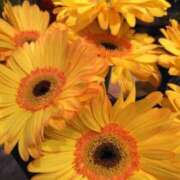 ヒメ日記 2025/08/26 07:11 投稿 秋本 華恋人(カレント)