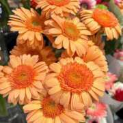 ヒメ日記 2025/10/01 07:49 投稿 秋本 華恋人(カレント)