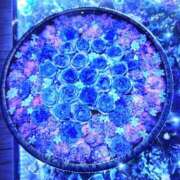 ヒメ日記 2025/10/02 20:22 投稿 秋本 華恋人(カレント)