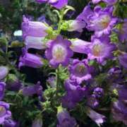 ヒメ日記 2025/10/08 07:15 投稿 秋本 華恋人(カレント)