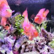 ヒメ日記 2025/10/11 11:16 投稿 秋本 華恋人(カレント)