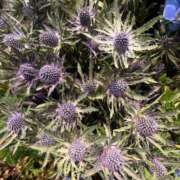 ヒメ日記 2025/10/12 09:25 投稿 秋本 華恋人(カレント)