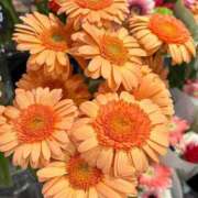 ヒメ日記 2025/10/19 09:22 投稿 秋本 華恋人(カレント)