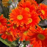 ヒメ日記 2025/10/27 10:27 投稿 秋本 華恋人(カレント)