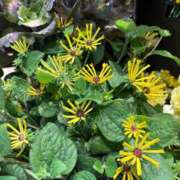 ヒメ日記 2025/11/03 13:14 投稿 秋本 華恋人(カレント)