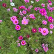 ヒメ日記 2025/11/20 17:35 投稿 秋本 華恋人(カレント)