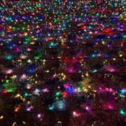 秋本 メリークリスマス 華恋人(カレント)