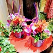 秋本 是非 華恋人(カレント)