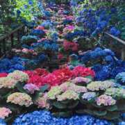 ヒメ日記 2026/01/22 07:20 投稿 秋本 華恋人(カレント)