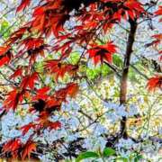 ヒメ日記 2026/01/22 09:03 投稿 秋本 華恋人(カレント)