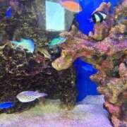 秋本 おはようございます 華恋人(カレント)