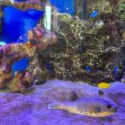 秋本 おはようございます 華恋人(カレント)