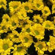 ヒメ日記 2026/03/09 07:01 投稿 秋本 華恋人(カレント)