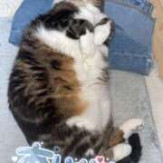 ヒメ日記 2025/08/09 04:38 投稿 かおる モアグループ小山人妻花壇