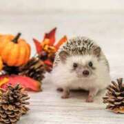 ヒメ日記 2025/10/31 19:51 投稿 わかな 治療院.LOVE 宇都宮店