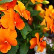 ヒメ日記 2025/04/25 18:09 投稿 ほづみ チェックイン素人専門大人女子