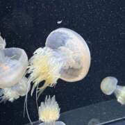 ヒメ日記 2025/04/18 08:30 投稿 Lay(新人) 排泄マニア