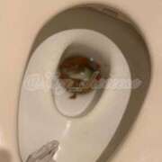 ヒメ日記 2025/04/27 13:00 投稿 Lay(新人) 排泄マニア