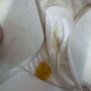 ヒメ日記 2025/07/04 11:02 投稿 Lay(新人) 排泄マニア