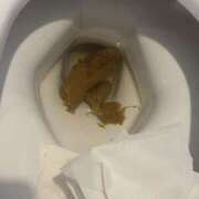 ヒメ日記 2026/01/29 23:50 投稿 Lay(新人) 排泄マニア