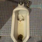 ヒメ日記 2026/04/12 23:53 投稿 Lay(新人) 排泄マニア