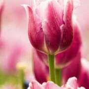 ヒメ日記 2025/03/23 08:48 投稿 アリサ Club 妻