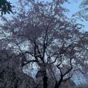 ヒメ日記 2025/04/03 08:43 投稿 アリサ Club 妻