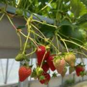 ヒメ日記 2025/04/23 08:41 投稿 アリサ Club 妻