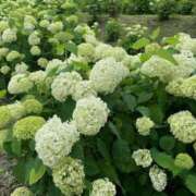 ヒメ日記 2025/06/21 10:07 投稿 アリサ Club 妻