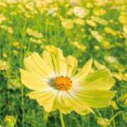 ヒメ日記 2025/10/21 08:45 投稿 アリサ Club 妻