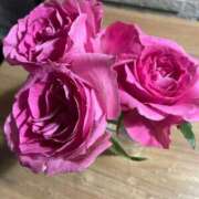 ヒメ日記 2025/11/22 08:36 投稿 アリサ Club 妻