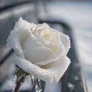 アリサ ありさです Club 妻