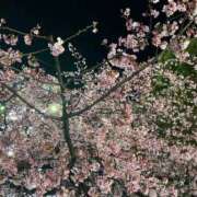 ヒメ日記 2026/03/15 08:35 投稿 アリサ Club 妻