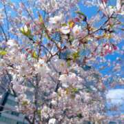 ヒメ日記 2026/04/02 12:27 投稿 サクラ ルパン