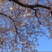 ヒメ日記 2025/04/14 09:16 投稿 世良ふうか コウテイ