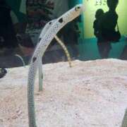 ヒメ日記 2025/05/26 07:30 投稿 ともか ギン妻パラダイス 堺東店