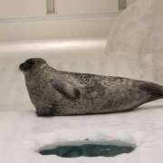 ヒメ日記 2025/05/28 21:52 投稿 ともか ギン妻パラダイス 堺東店