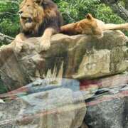 ヒメ日記 2025/06/13 07:47 投稿 ともか ギン妻パラダイス 堺東店