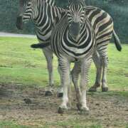 ヒメ日記 2025/08/15 08:25 投稿 ともか ギン妻パラダイス 堺東店