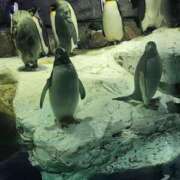 ヒメ日記 2025/09/17 07:50 投稿 ともか ギン妻パラダイス 堺東店