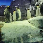 ヒメ日記 2026/01/19 07:50 投稿 ともか ギン妻パラダイス 堺東店