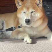 ヒメ日記 2025/01/04 20:46 投稿 イオリ ラブコレクション