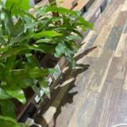 ヒメ日記 2025/01/26 04:46 投稿 イオリ ラブコレクション