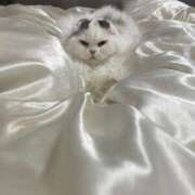 ヒメ日記 2025/04/11 04:31 投稿 イオリ ラブコレクション