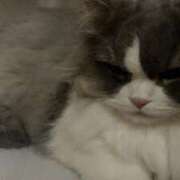 ヒメ日記 2025/06/10 16:01 投稿 イオリ ラブコレクション